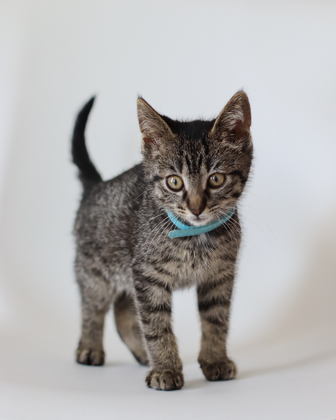 Connor, an adoptable Domestic Short Hair in Steinbach, MB, R5G 2B2 | Photo Image 4