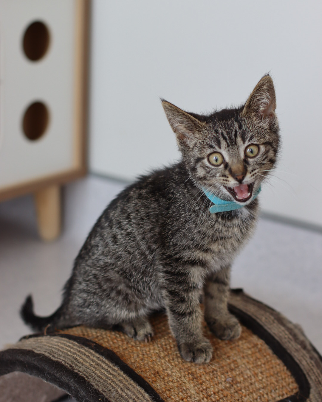 Connor, an adoptable Domestic Short Hair in Steinbach, MB, R5G 2B2 | Photo Image 5