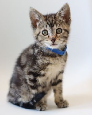 Comrie, Baby Male Domestic Short Hair