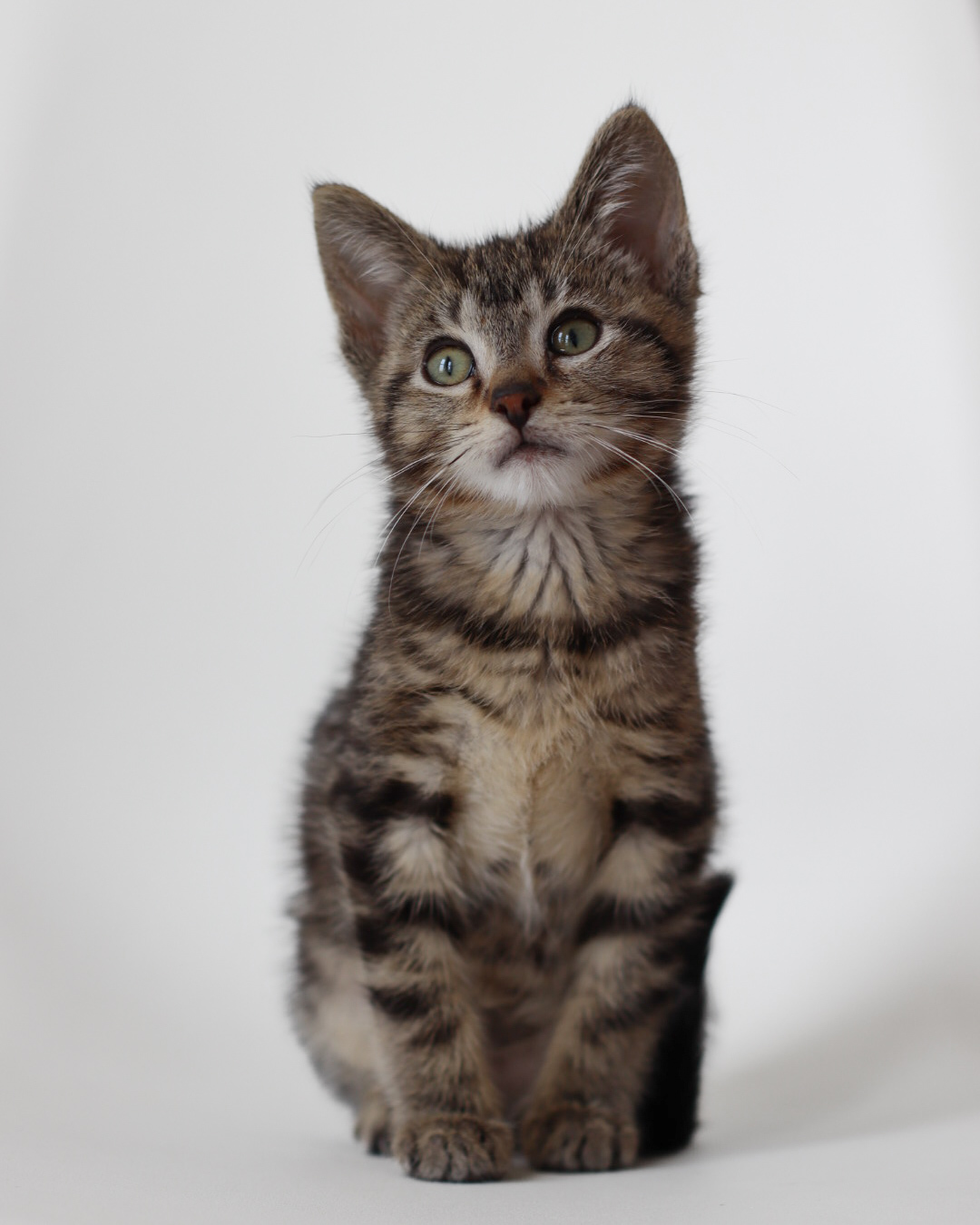 Comrie, an adoptable Domestic Short Hair in Steinbach, MB, R5G 2B2 | Photo Image 3