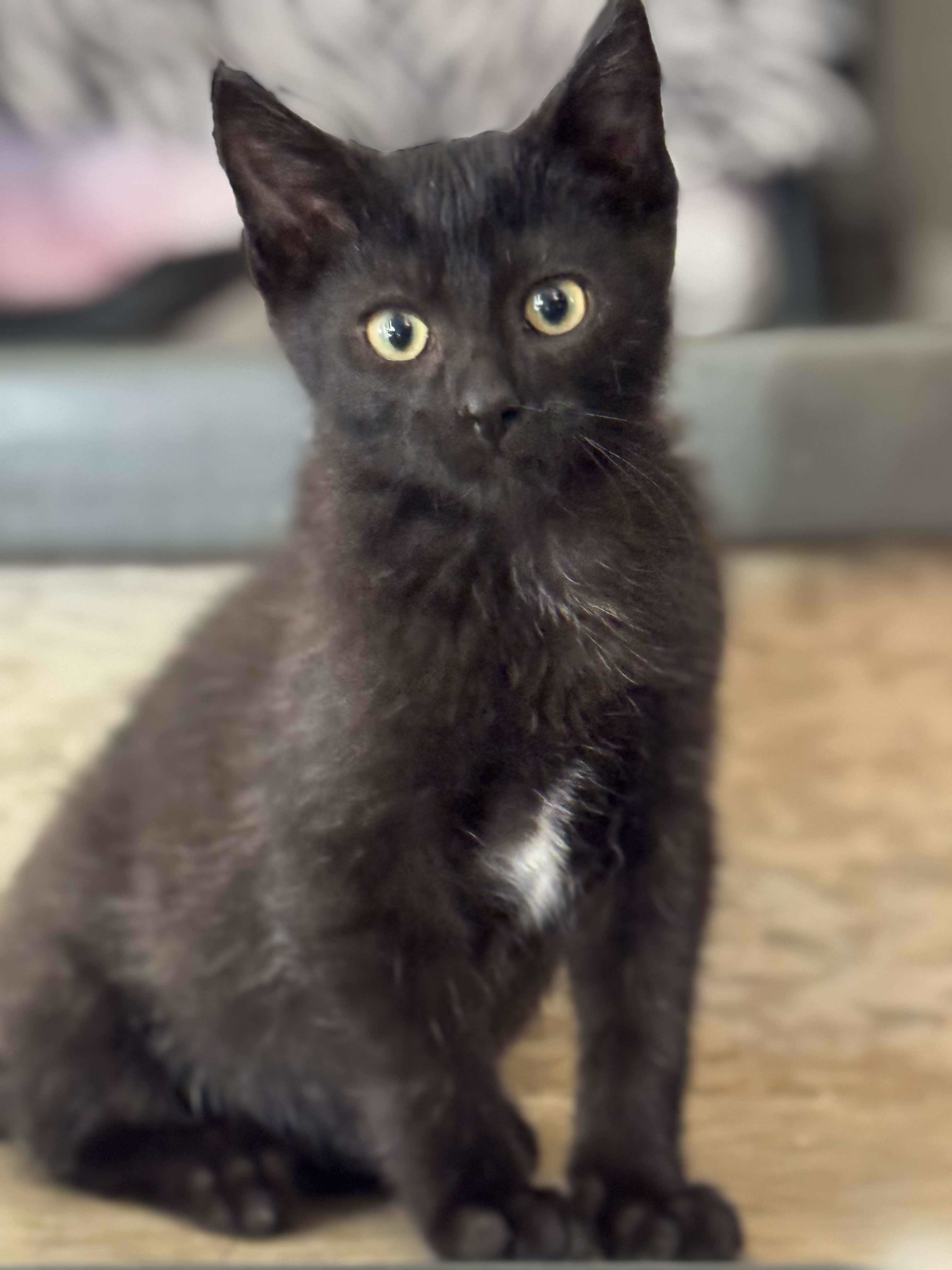 Green Bean, an adoptable Domestic Short Hair in Steinbach, MB, R5G 2B2 | Photo Image 1