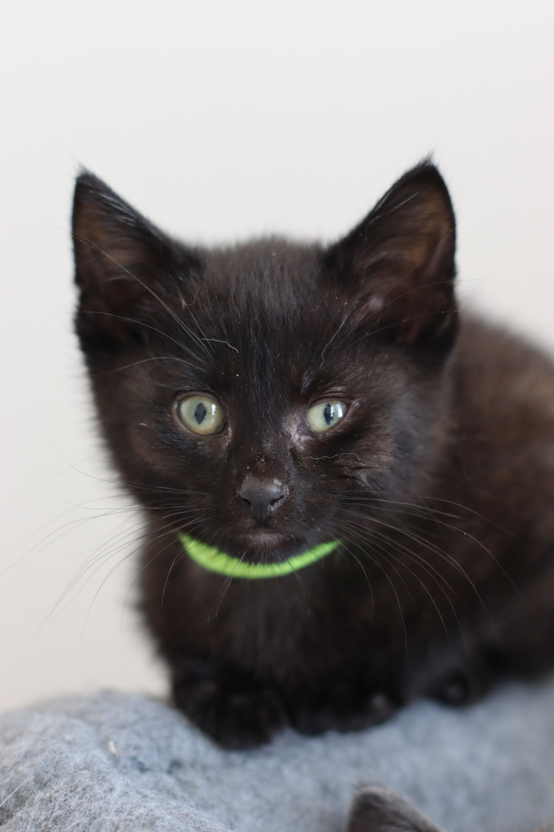 Green Bean, an adoptable Domestic Short Hair in Steinbach, MB, R5G 2B2 | Photo Image 3
