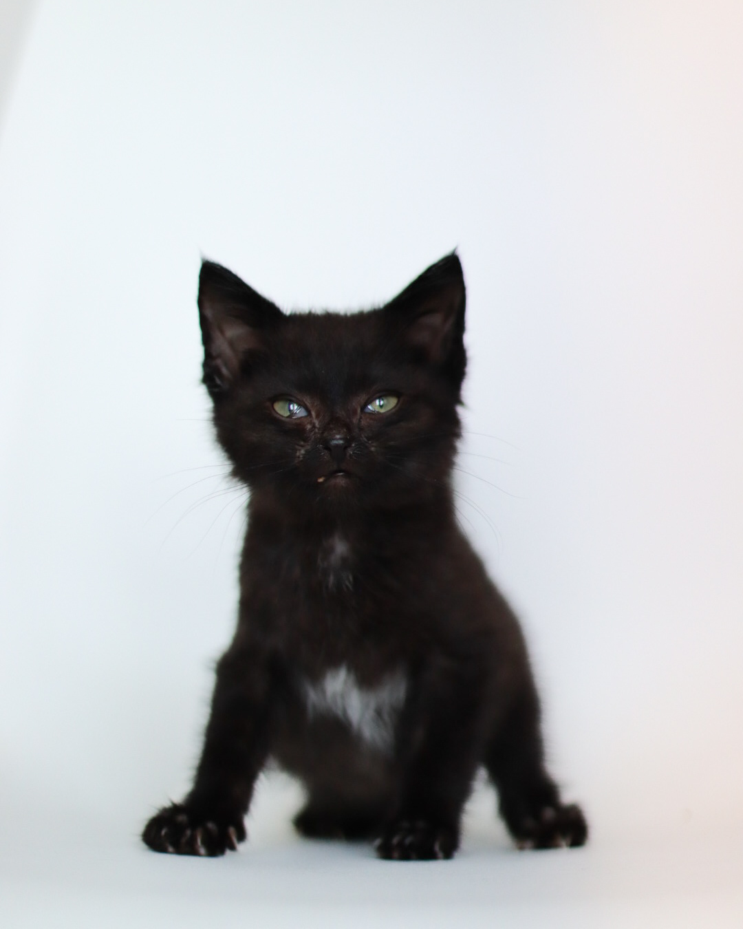Green Bean, an adoptable Domestic Short Hair in Steinbach, MB, R5G 2B2 | Photo Image 4