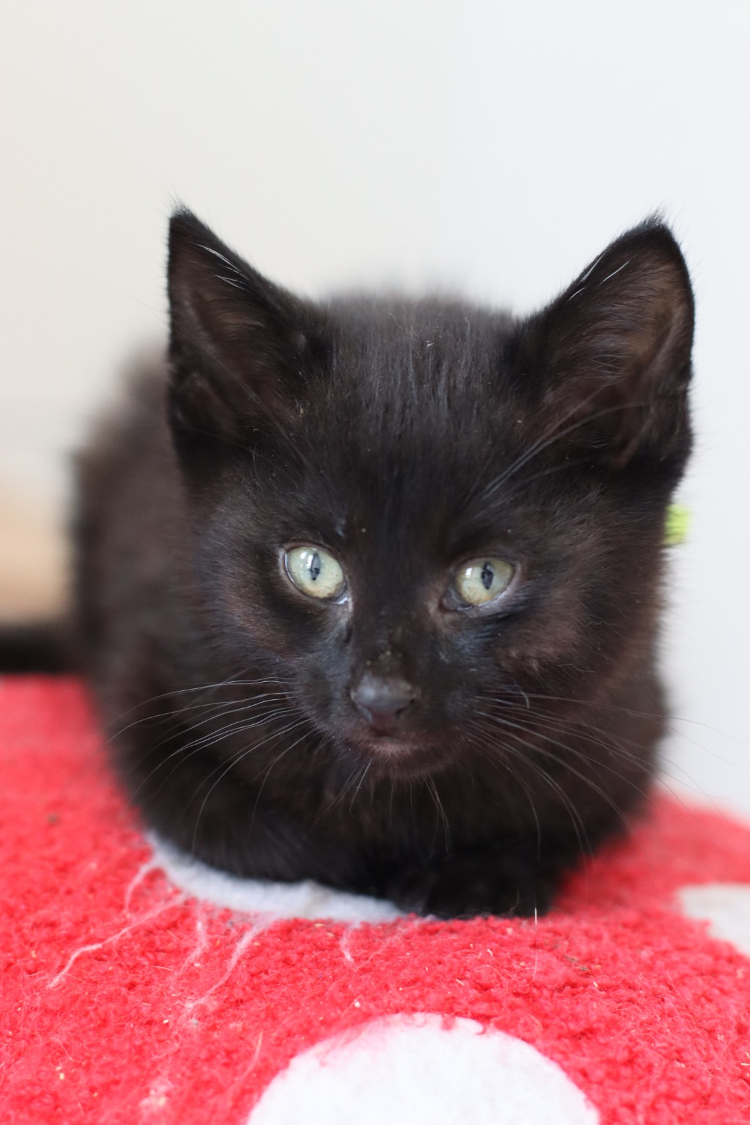 Green Bean, an adoptable Domestic Short Hair in Steinbach, MB, R5G 2B2 | Photo Image 6