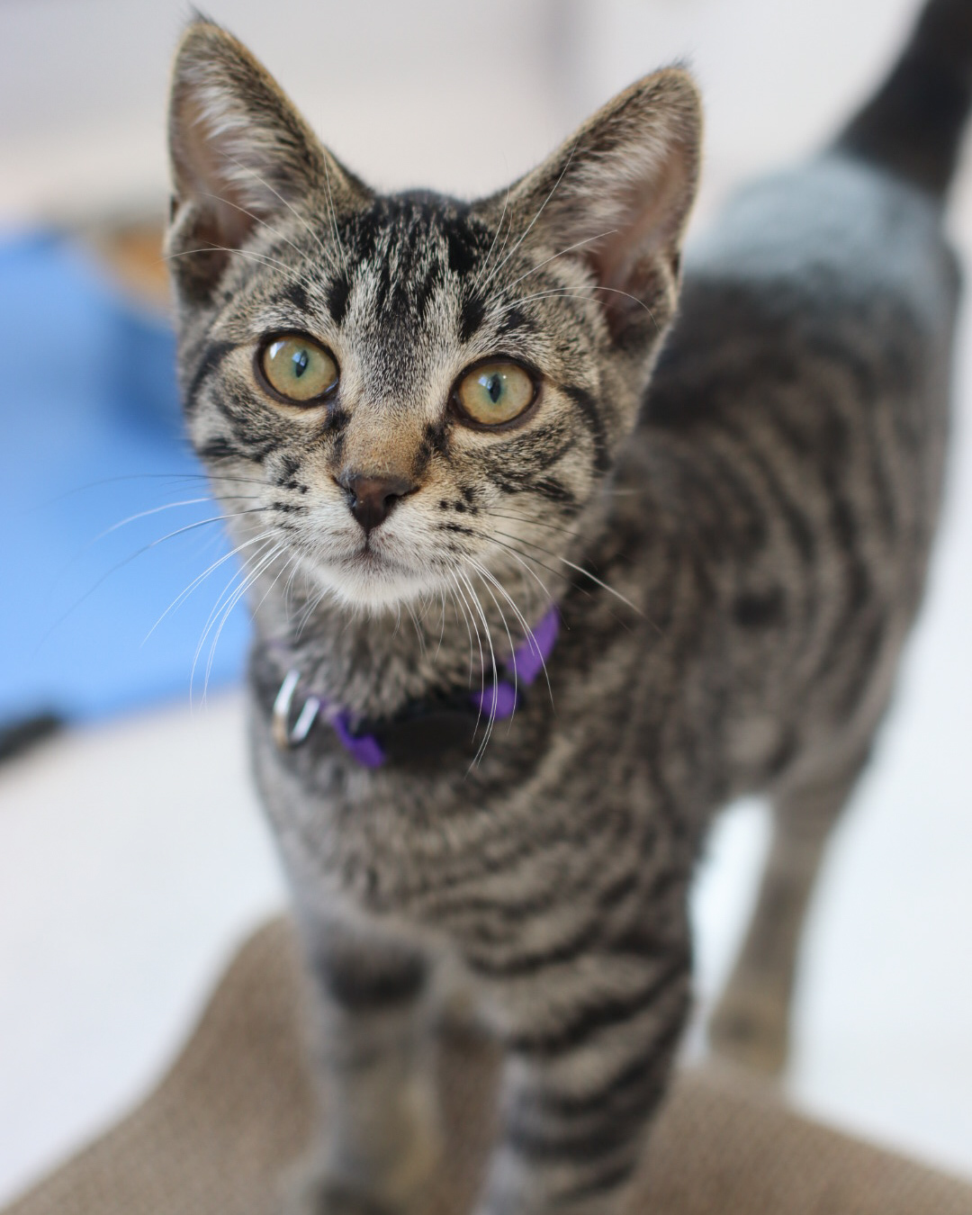 Pionk, an adoptable Domestic Short Hair in Steinbach, MB, R5G 2B2 | Photo Image 1