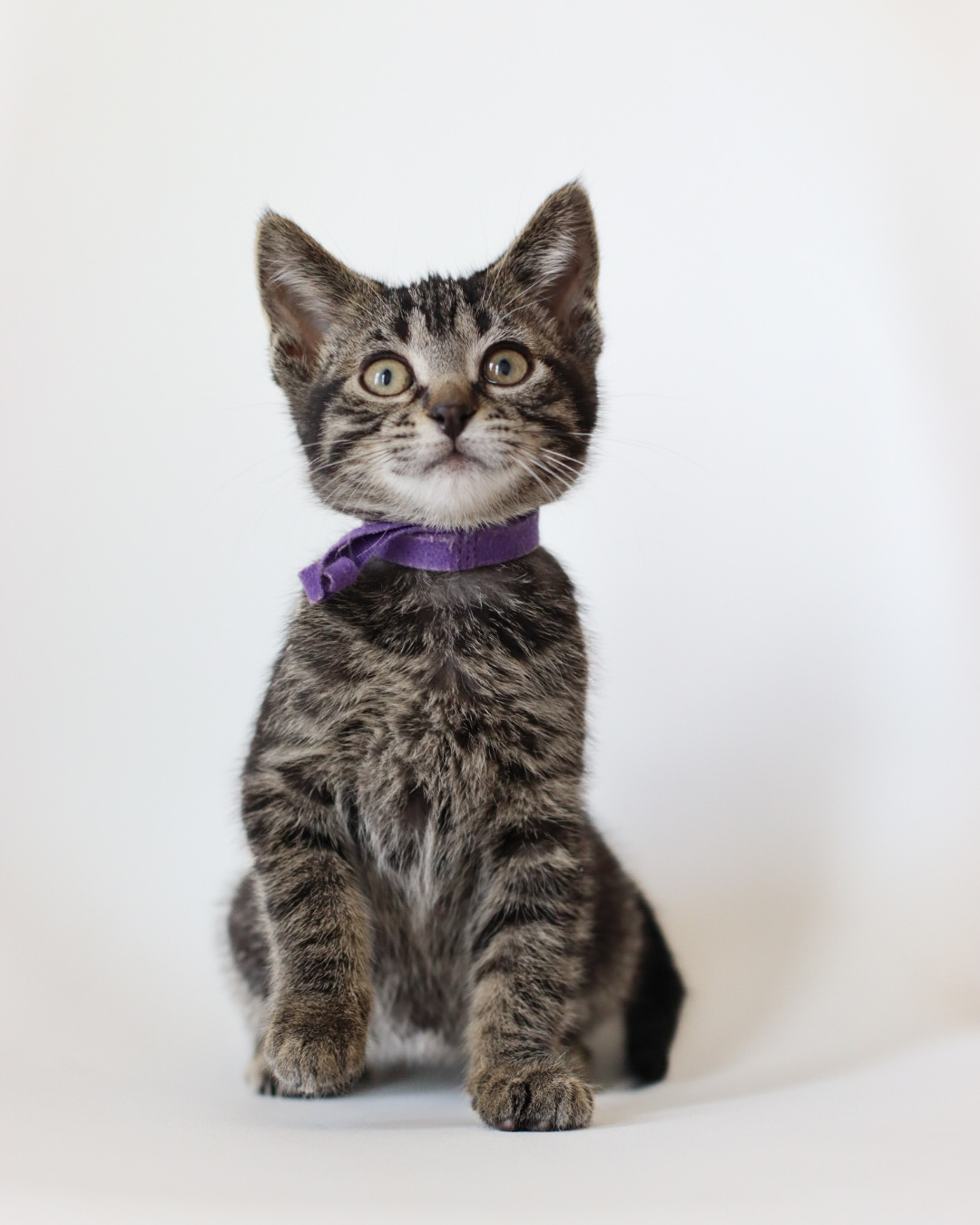 Pionk, an adoptable Domestic Short Hair in Steinbach, MB, R5G 2B2 | Photo Image 2