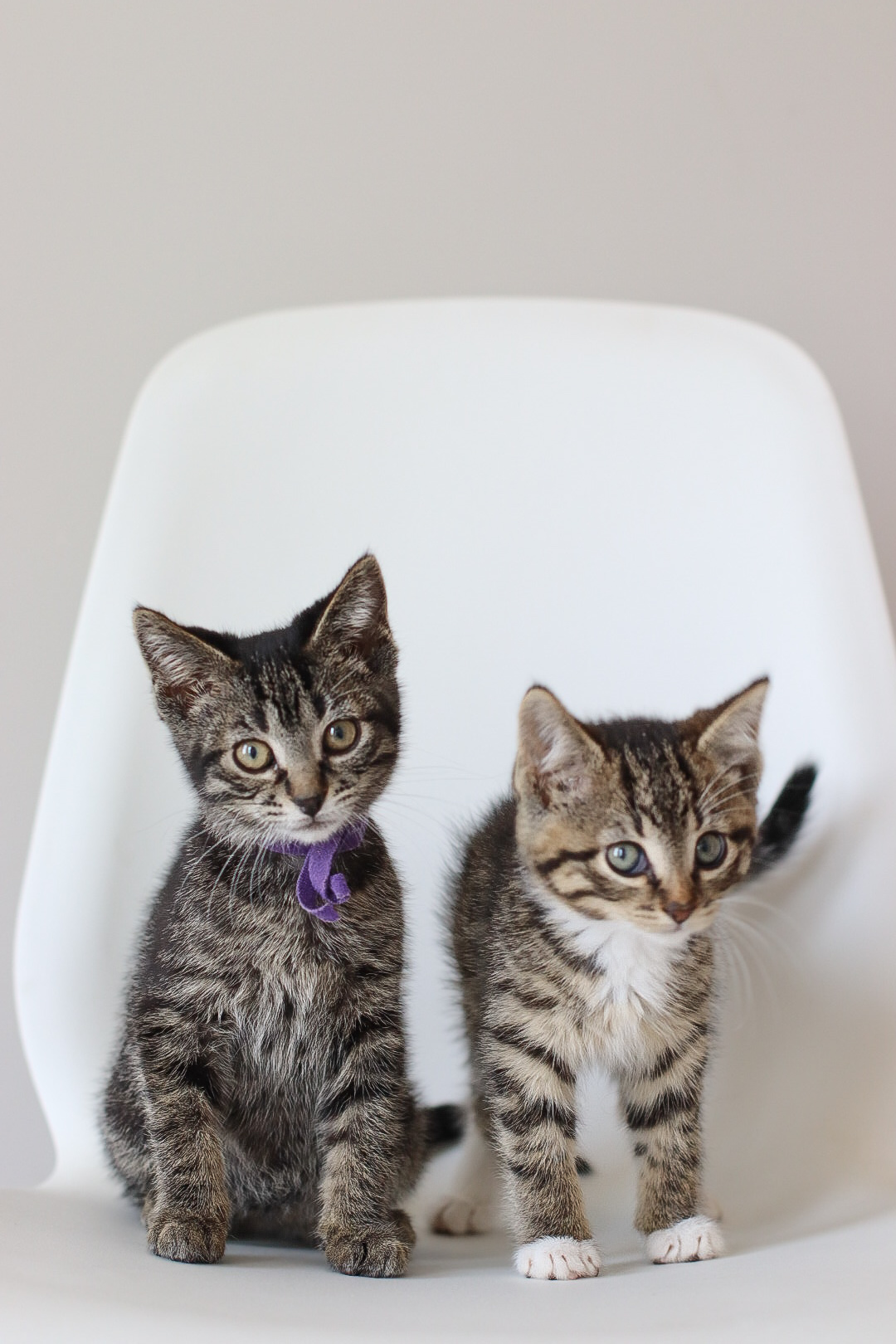 Pionk, an adoptable Domestic Short Hair in Steinbach, MB, R5G 2B2 | Photo Image 3