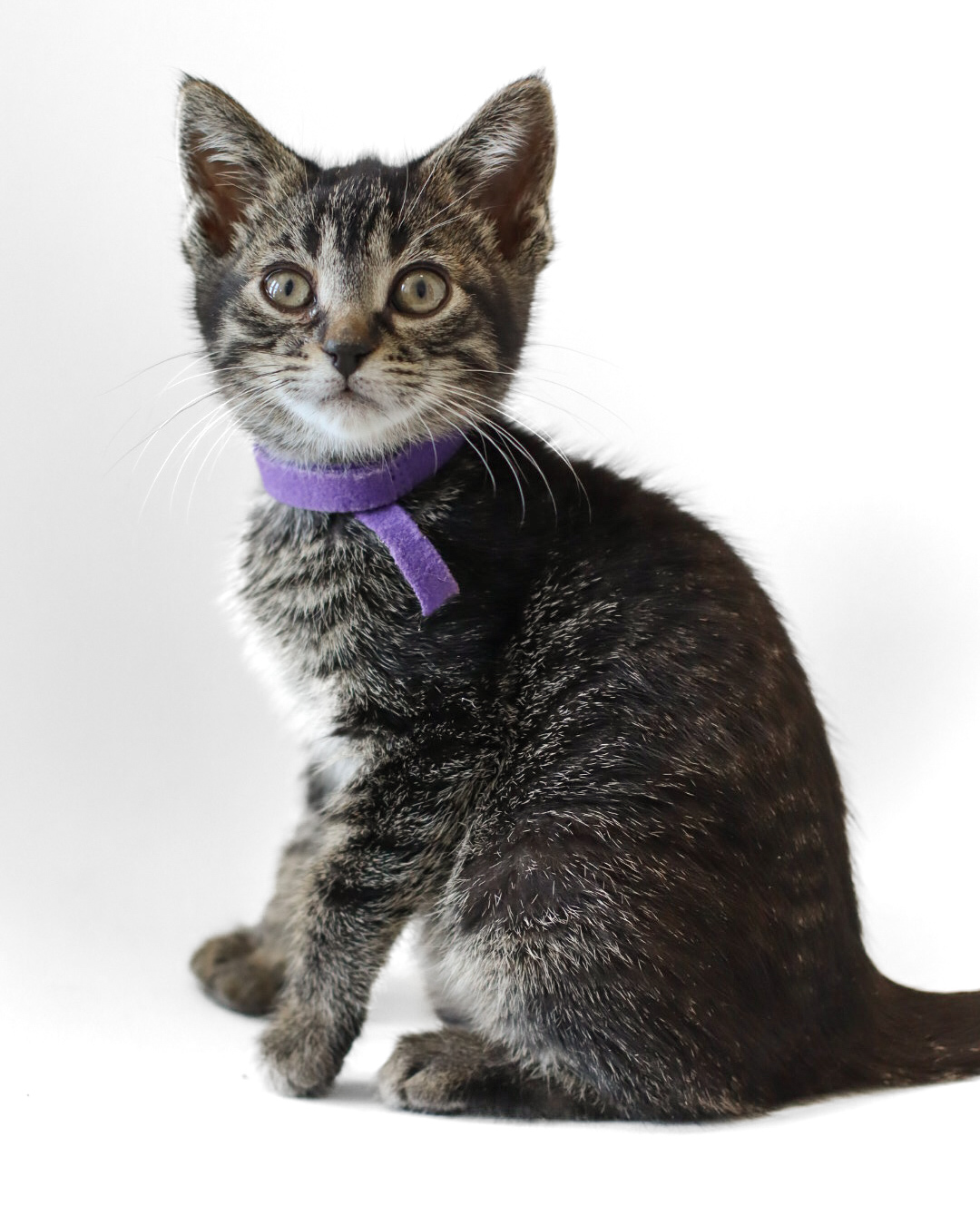 Pionk, an adoptable Domestic Short Hair in Steinbach, MB, R5G 2B2 | Photo Image 4