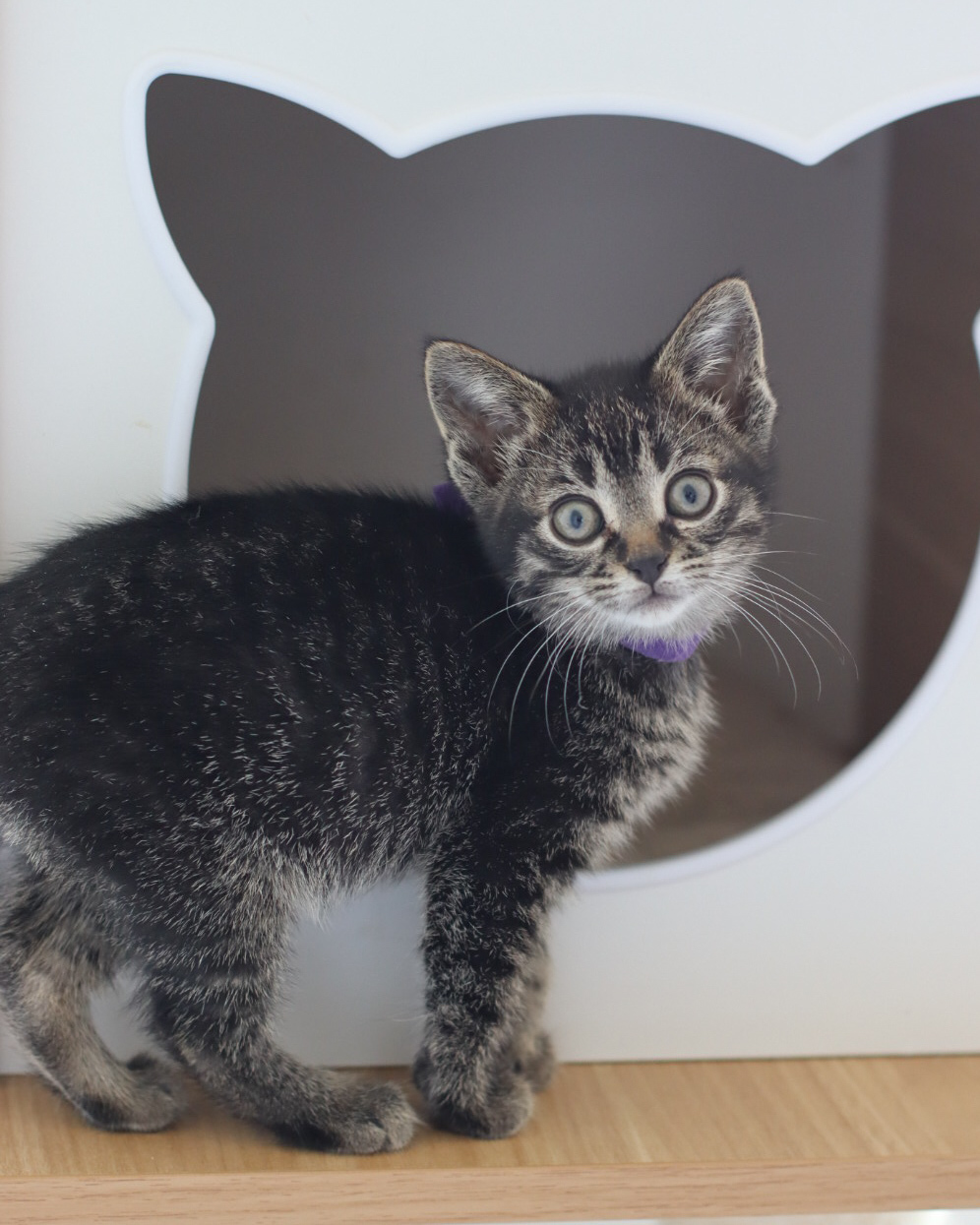 Pionk, an adoptable Domestic Short Hair in Steinbach, MB, R5G 2B2 | Photo Image 5