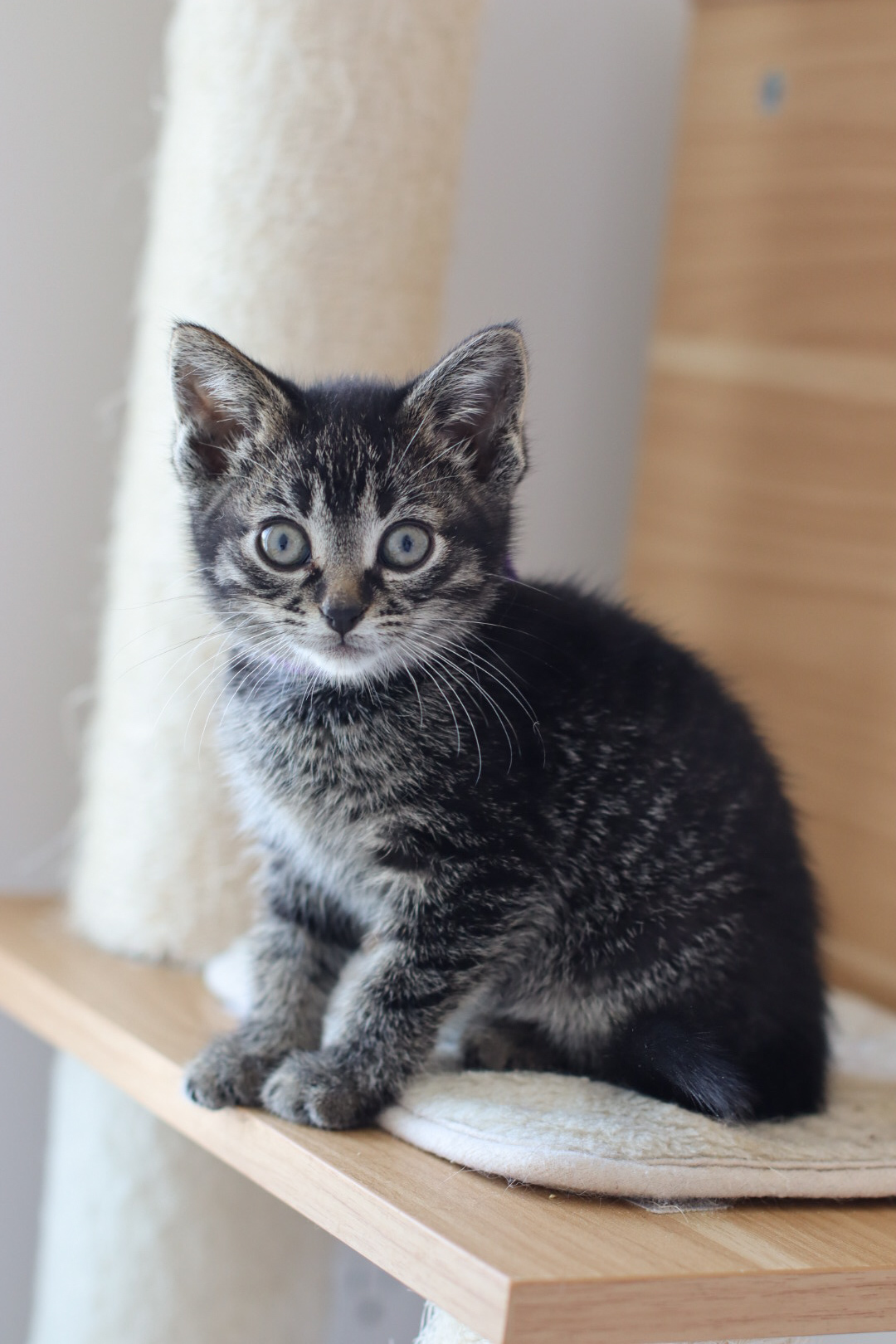 Pionk, an adoptable Domestic Short Hair in Steinbach, MB, R5G 2B2 | Photo Image 6