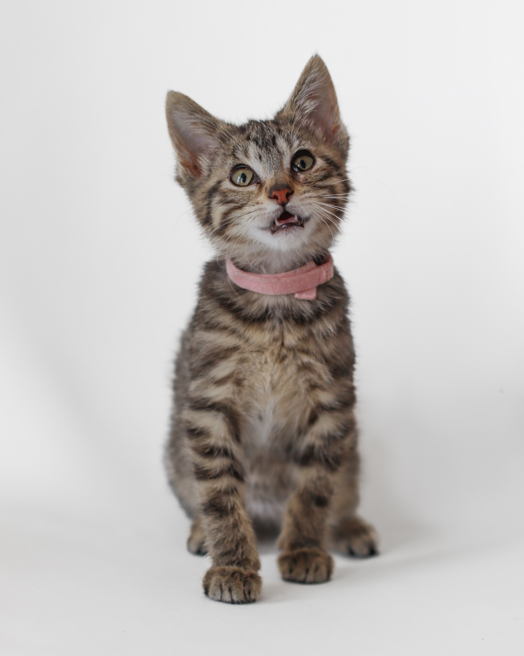 Radish, an adoptable Domestic Short Hair in Steinbach, MB, R5G 2B2 | Photo Image 1