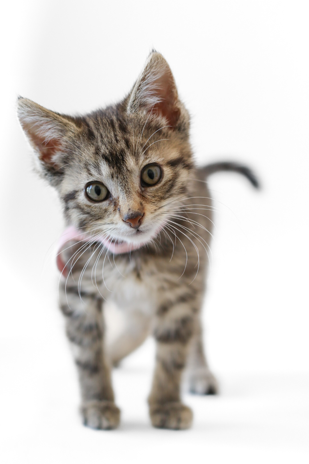 Radish, an adoptable Domestic Short Hair in Steinbach, MB, R5G 2B2 | Photo Image 2
