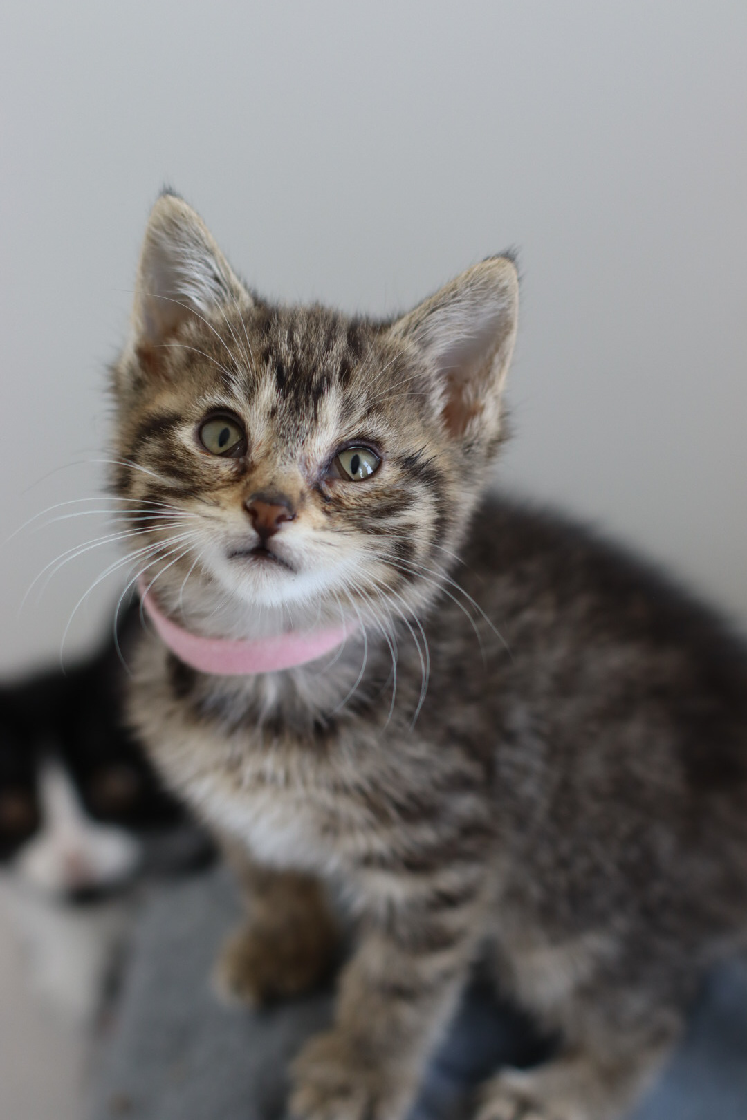 Radish, an adoptable Domestic Short Hair in Steinbach, MB, R5G 2B2 | Photo Image 3