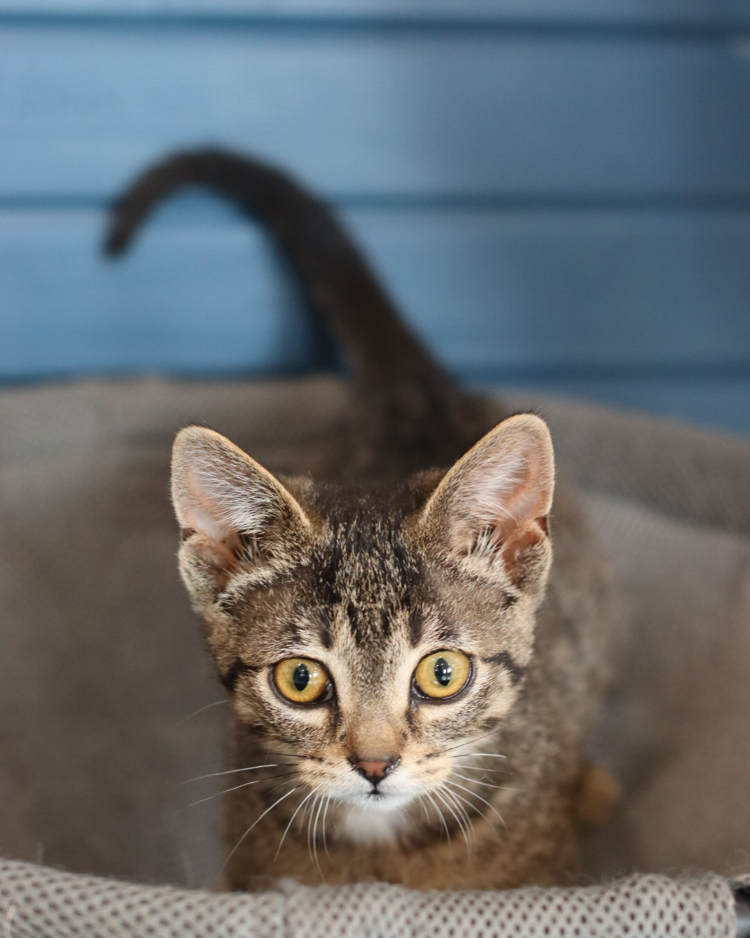 Lowry, an adoptable Domestic Short Hair in Steinbach, MB, R5G 2B2 | Photo Image 2