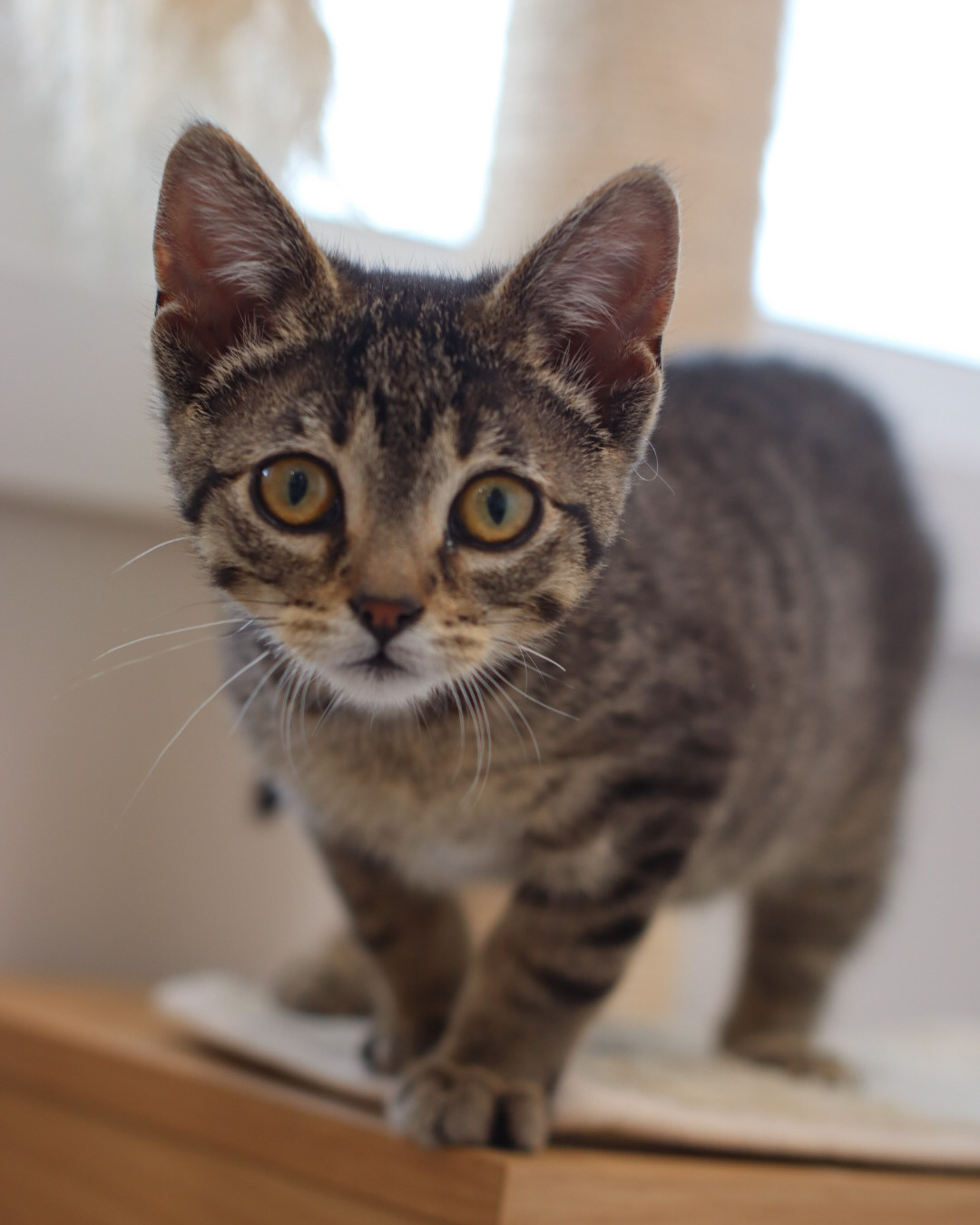 Lowry, an adoptable Domestic Short Hair in Steinbach, MB, R5G 2B2 | Photo Image 3