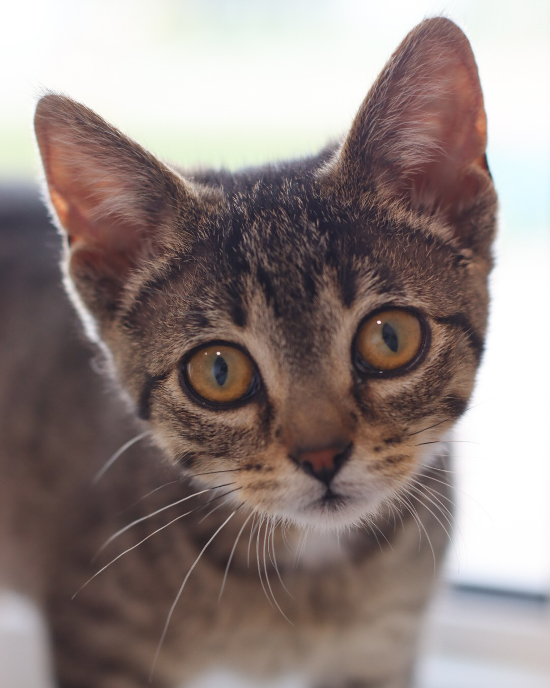 Lowry, an adoptable Domestic Short Hair in Steinbach, MB, R5G 2B2 | Photo Image 4