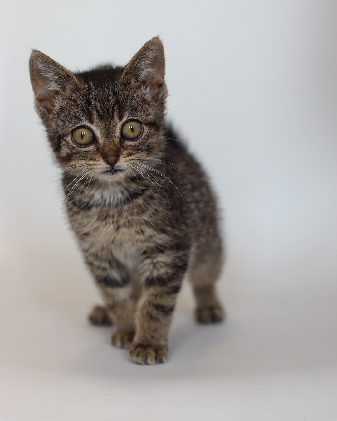 Lowry, an adoptable Domestic Short Hair in Steinbach, MB, R5G 2B2 | Photo Image 6