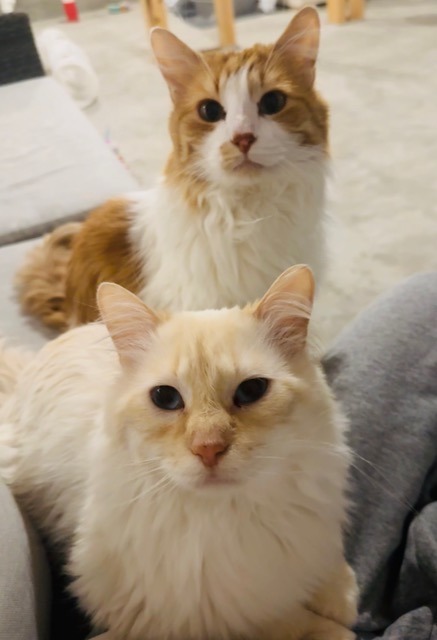 Nemo / Latte