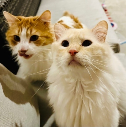 Nemo / Latte