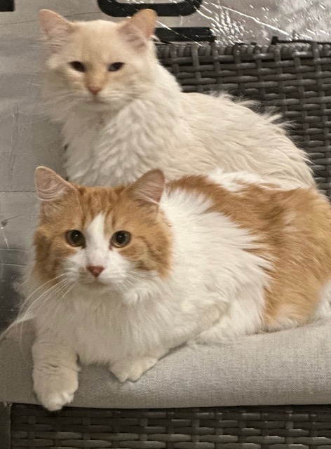 Nemo / Latte