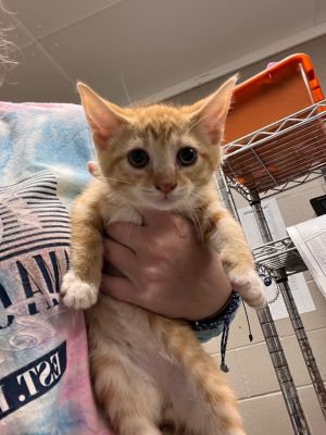 Rhett, Baby Male Domestic Short Hair