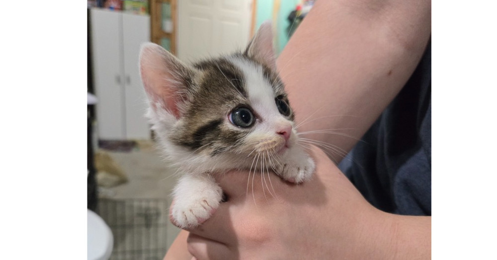 Theodore