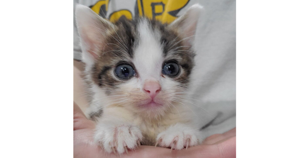 Theodore