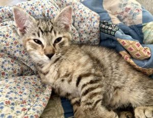 Moe, Baby Female Domestic Short Hair