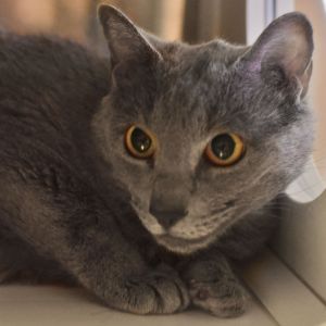 Freda, Adult Female Domestic Short Hair