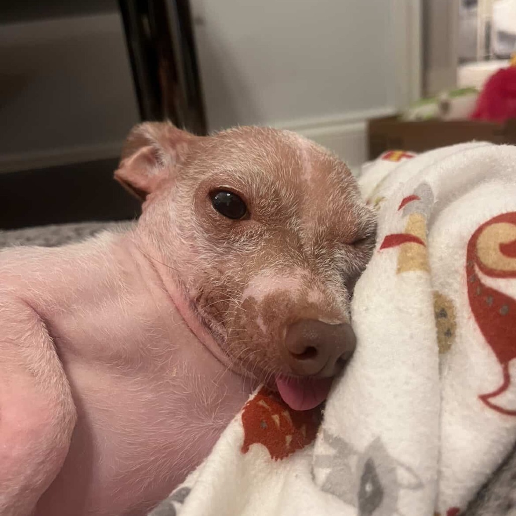 Gia