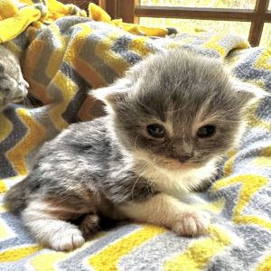 Bijou Lichens, Baby Female Domestic Short Hair