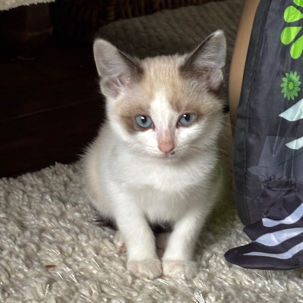 Rhubarb, an adoptable Siamese, Snowshoe in Agoura Hills, CA, 91301 | Photo Image 1