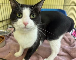 ALEXIS, Senior Female Domestic Short Hair
