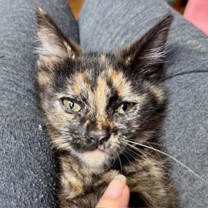 Cressida, Baby Female Domestic Short Hair
