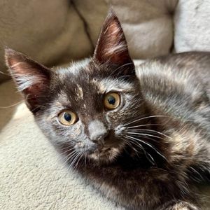 Celia, Baby Female Domestic Short Hair