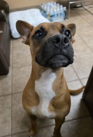 Lincoln, Adult Male unknown