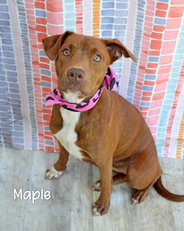 Maple