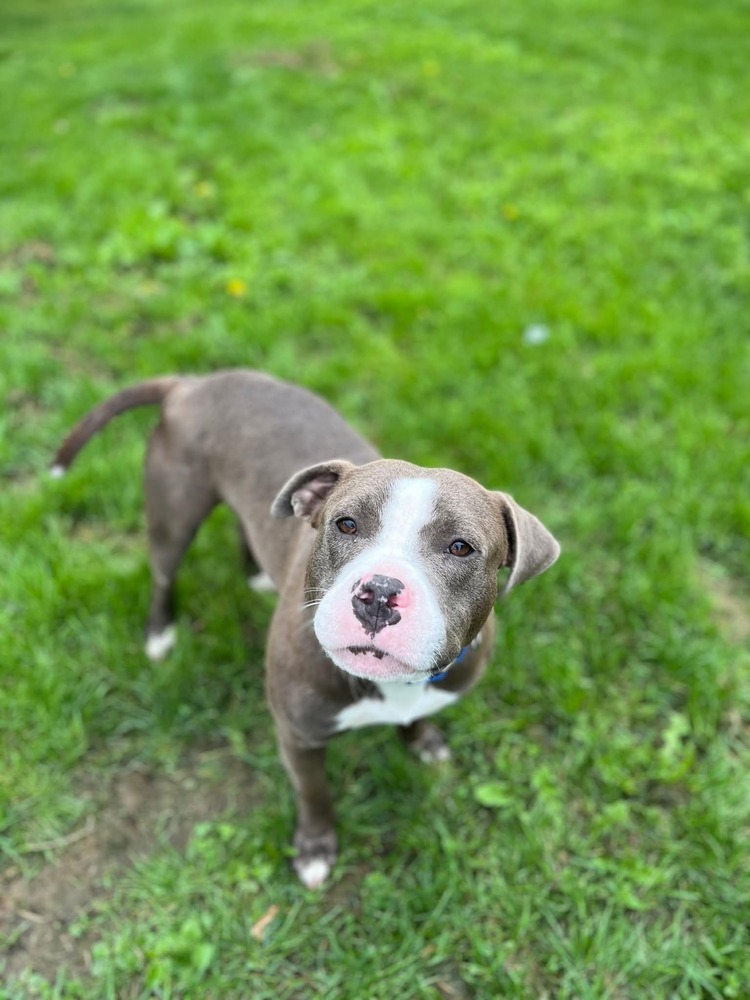 Max, an adoptable Pit Bull Terrier in Wausau, WI, 54401 | Photo Image 1