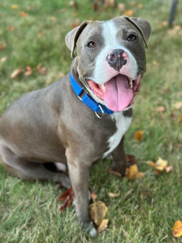 Max, an adoptable Pit Bull Terrier in Wausau, WI, 54401 | Photo Image 1