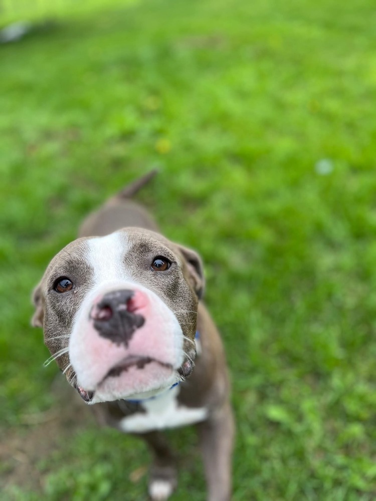 Max, an adoptable Pit Bull Terrier in Wausau, WI, 54401 | Photo Image 2