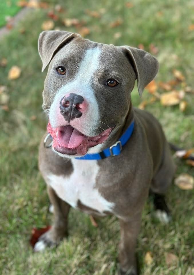 Max, an adoptable Pit Bull Terrier in Wausau, WI, 54401 | Photo Image 2