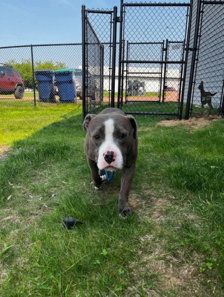 Max, an adoptable Pit Bull Terrier in Wausau, WI, 54401 | Photo Image 3