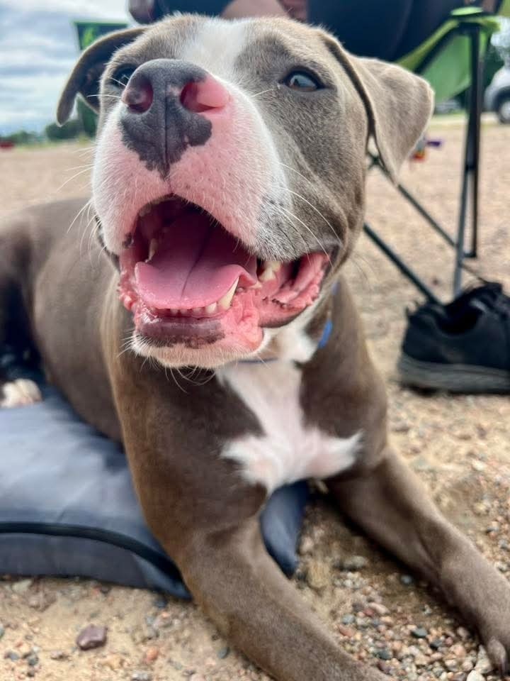 Max, an adoptable Pit Bull Terrier in Wausau, WI, 54401 | Photo Image 3