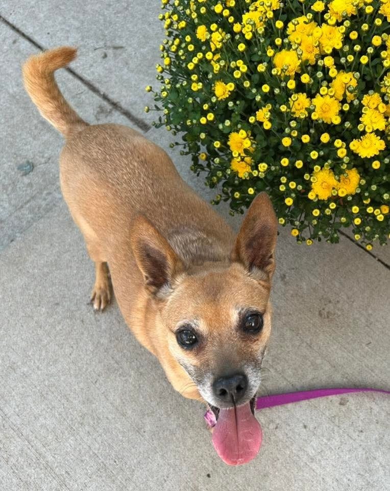 Lily Bell, an adoptable Jack Russell Terrier in Wausau, WI, 54401 | Photo Image 1