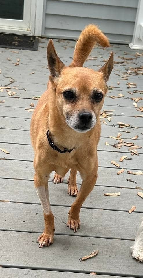 Lily Bell, an adoptable Jack Russell Terrier in Wausau, WI, 54401 | Photo Image 2