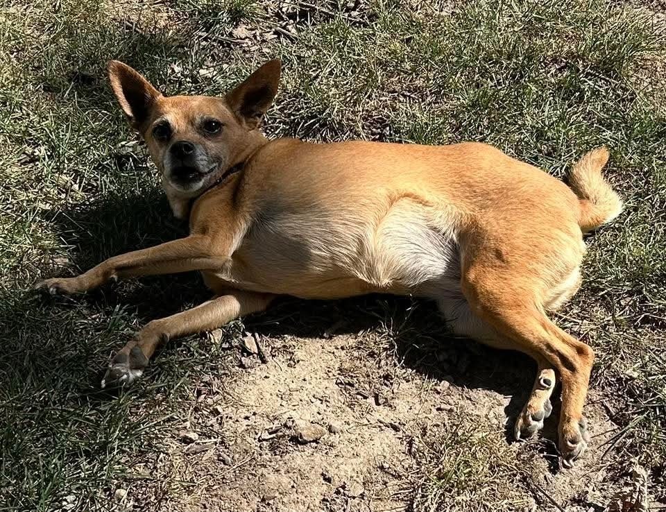 Lily Bell, an adoptable Jack Russell Terrier in Wausau, WI, 54401 | Photo Image 2