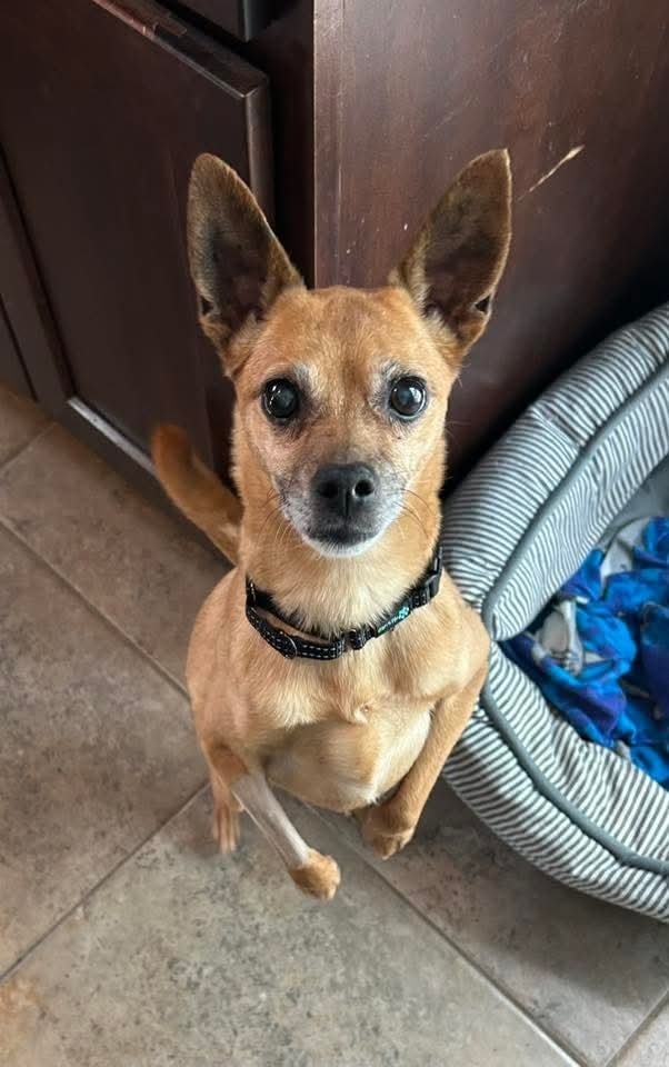 Lily Bell, an adoptable Jack Russell Terrier in Wausau, WI, 54401 | Photo Image 3