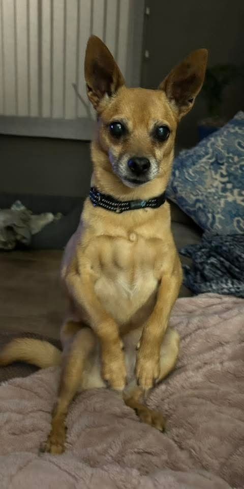 Lily Bell thumbnail 3