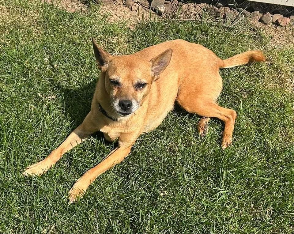 Lily Bell, an adoptable Jack Russell Terrier in Wausau, WI, 54401 | Photo Image 4
