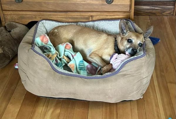 Lily Bell thumbnail 4